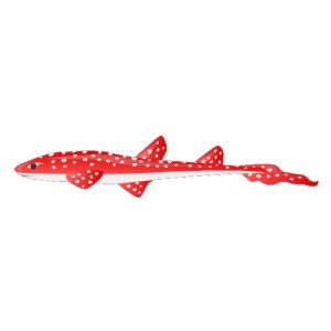 Red Spotted Cat Shark